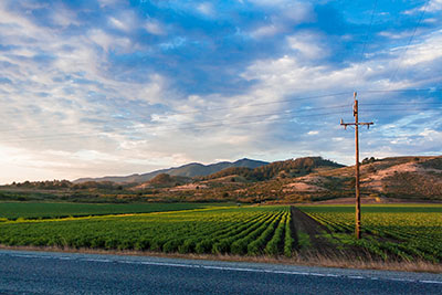 Field with crops